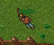 Palomino.jpg