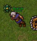 Aneus.jpg