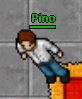 Pino.jpg